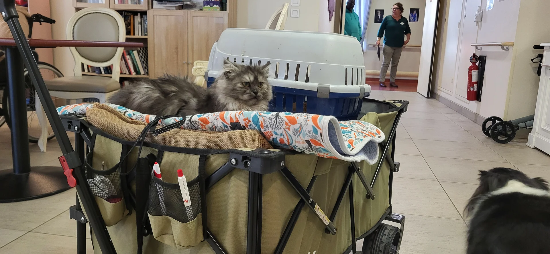 Angel, chat persan gris de Sylvie, lors d'une séance