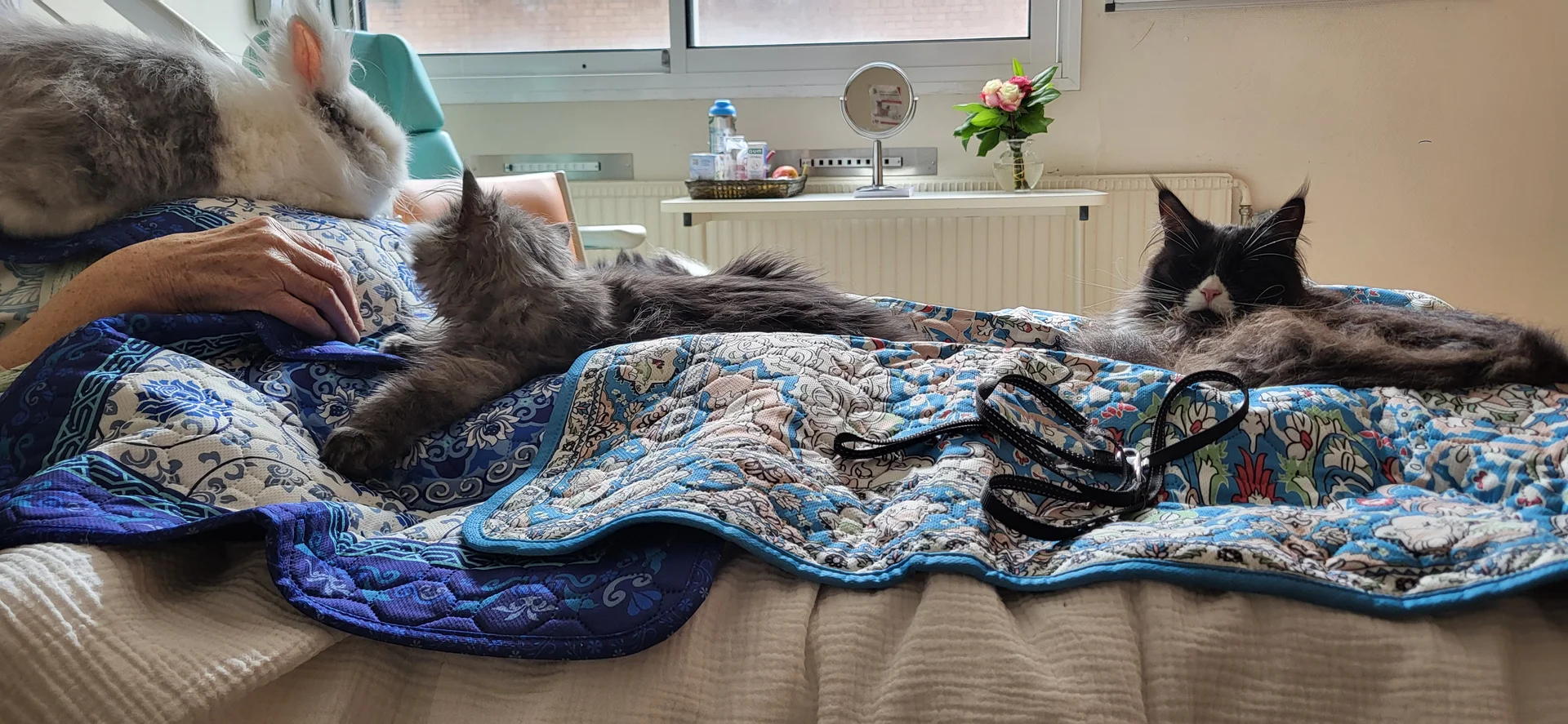 Angel et Eclipse lors d’une séance en milieu hospitalier