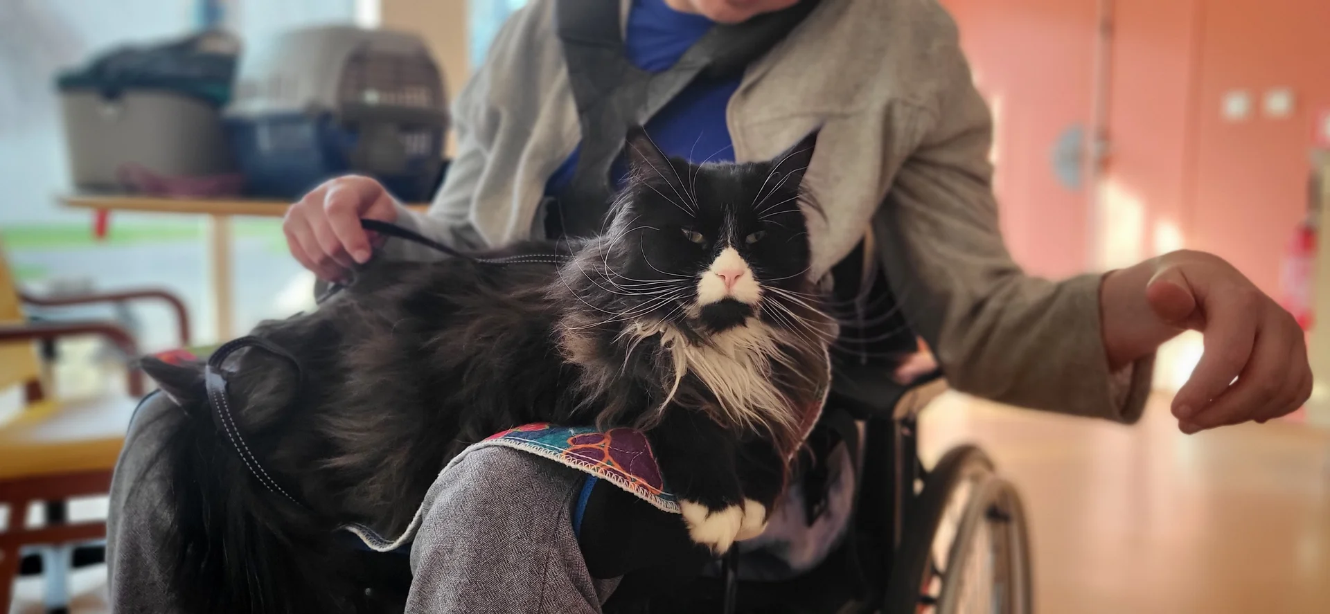 Eclipse le Maine Coon avec une personne en fauteuil roulant