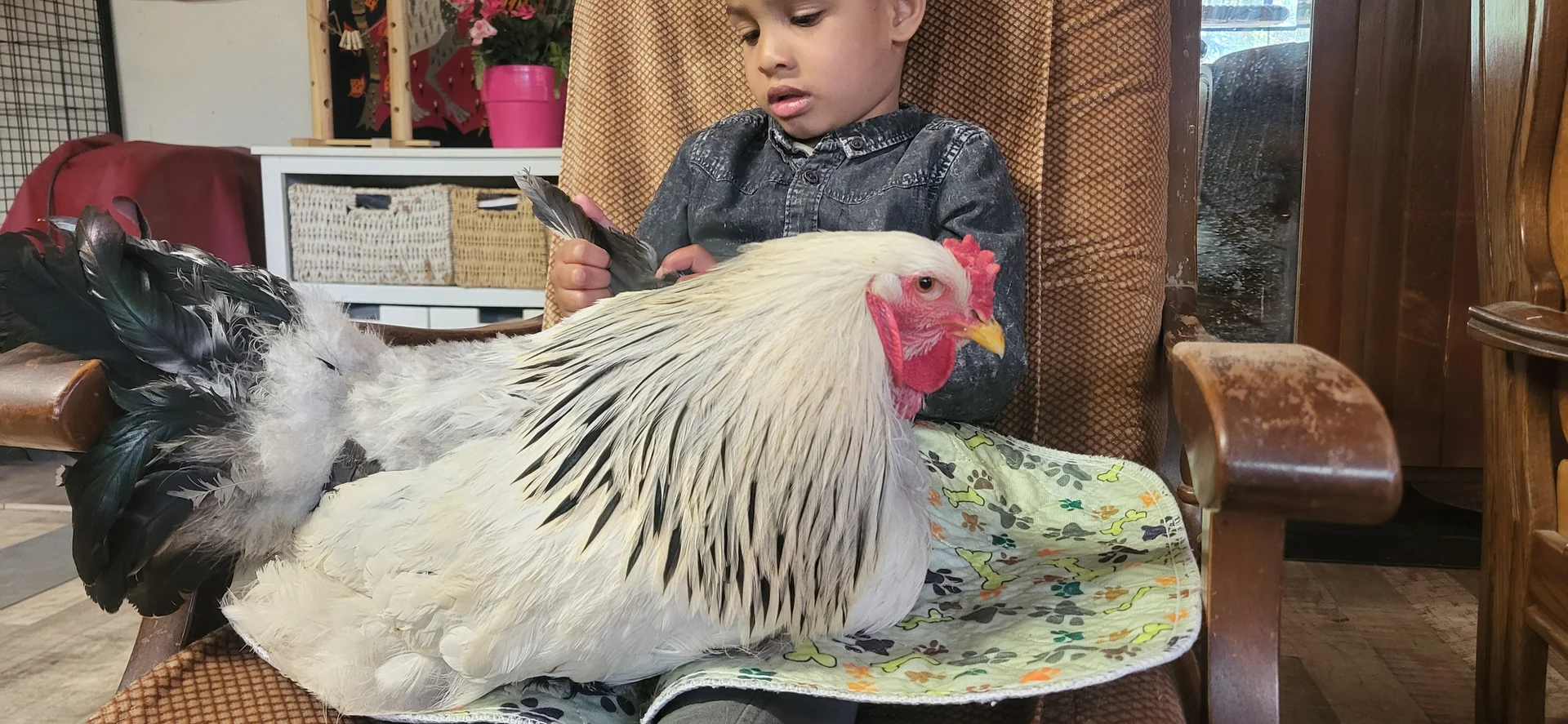 Séance de zoothérapie avec la poule et un enfant