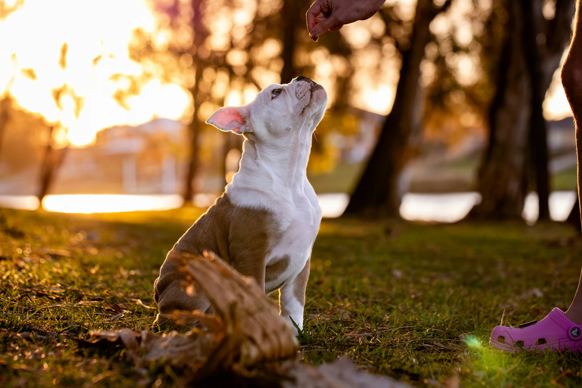 Séance de zoothérapie